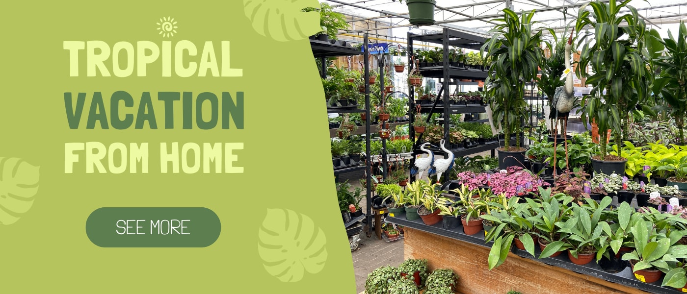 Flower Delivery to Grimsby by Cole's Florist Inc.